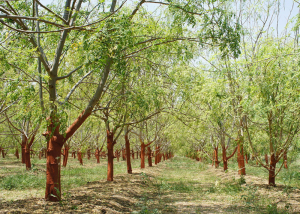 Érythrée : 5,2 millions d’arbres plantés en 2023 au profit de la préservation de la forêt et de la biodiversité