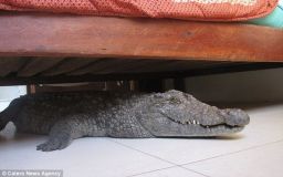 croco-zimbabwe-3.jpg