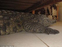 croco zimbabwe-2.jpg
