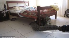 croco zimbabwe-4.jpg