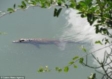 croco zimbabwe-5.jpg