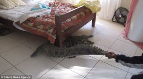 croco zimbabwe-6.jpg