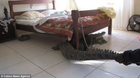croco zimbabwe-7.jpg