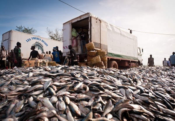 Greenpeace : l’industrie de la farine de poisson détourne la nourriture et les moyens de subsistance de l’Afrique de l’Ouest