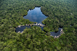 Afrique : 171 millions de tonnes de carbone stockées par an depuis 2014 dans le Bassin du Congo