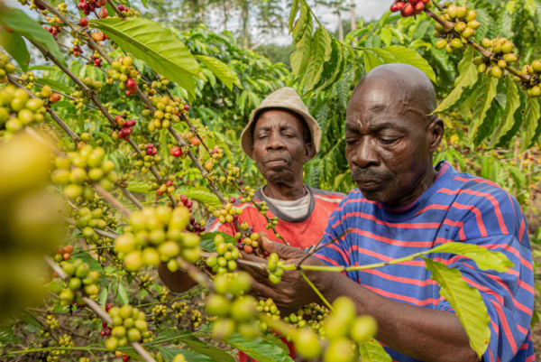 Nestlé lance le NESCAFÉ Plan 2030 pour stimuler une agriculture régénérative, réduire les émissions de gaz à effet de serre et améliorer les moyens de subsistance des agriculteurs