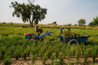 Guinée : le Fonds africain de développement accorde près de 23 millions de dollars pour améliorer la production et la productivité vivrières