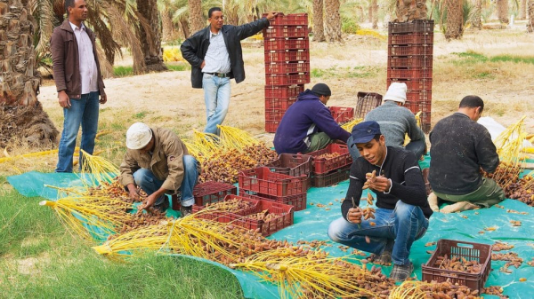 شهادة عاملة في القطاع الفلاحي&quot;   هل هي انجاز أم خطوة ضرورية نحو نزع الاعتراف بهذه العمالة الزراعية الهامة؟ 