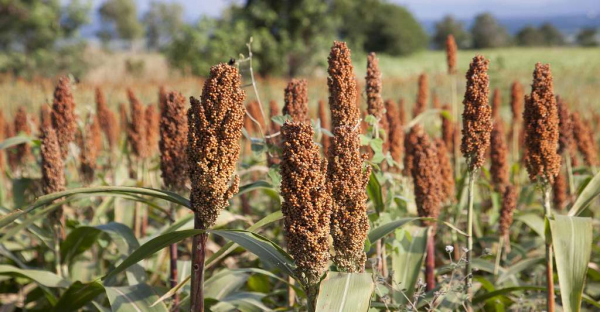 Bénin : présentation de l’application « AppCéréal » pour le suivi de la production céréalière