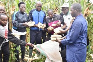 Au Burundi, des producteurs se félicitent des bons rendements agricoles obtenus cette année grâce au soutien de la Banque africaine de développement